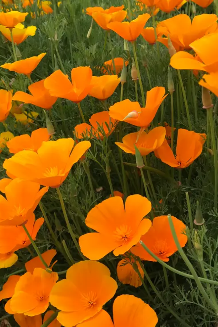 California Poppy