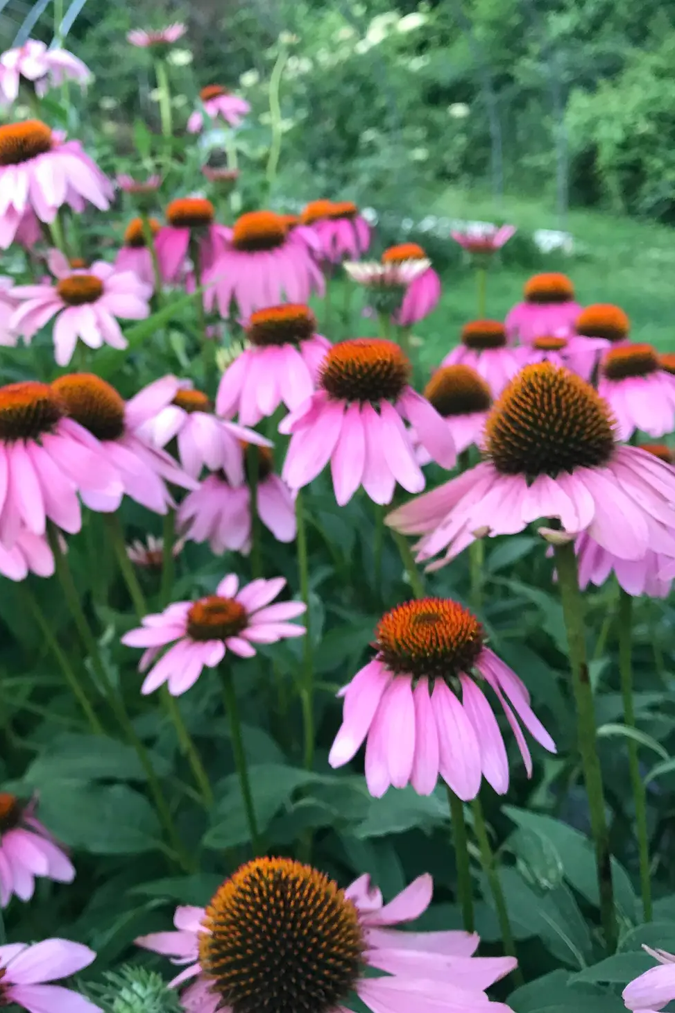 Echinacea