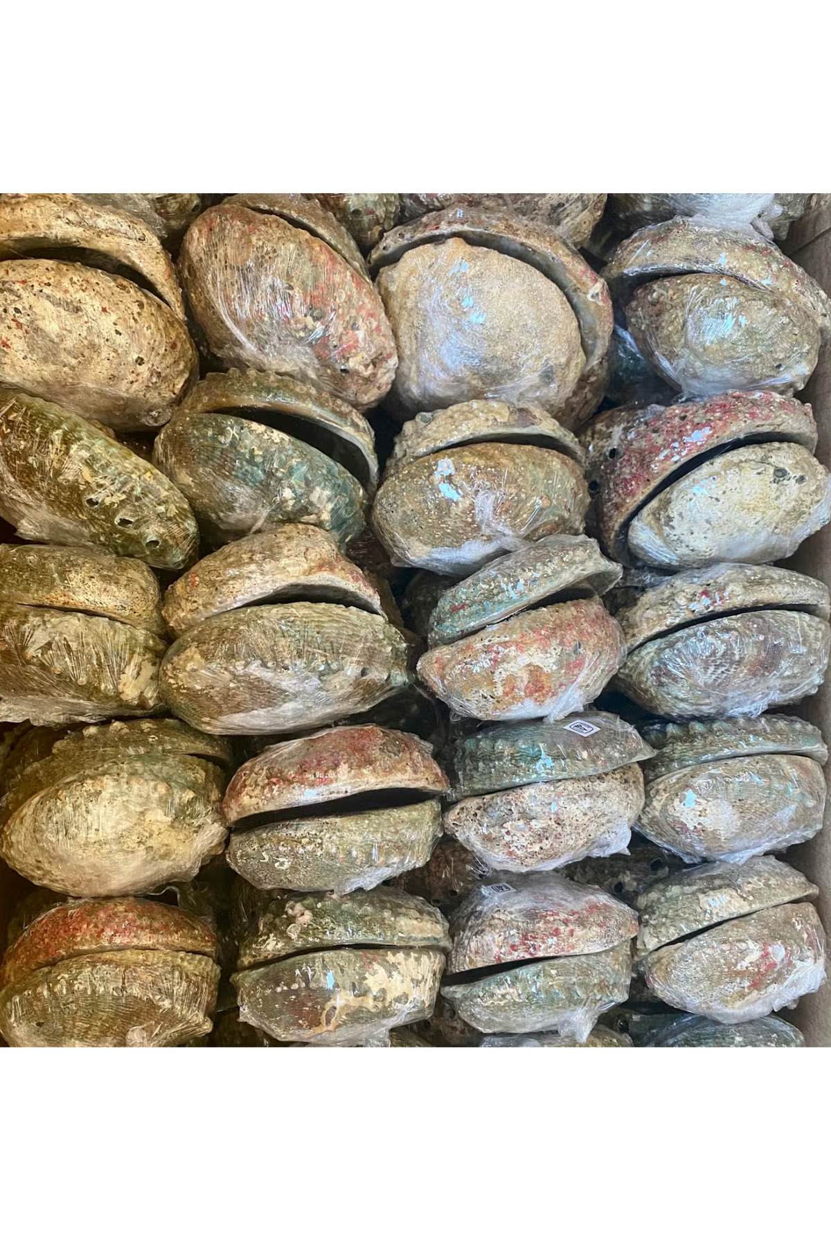 Abalone Shell Smudge Bowls (Large)