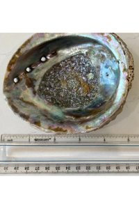 Abalone Shell Smudge Bowls (Large)