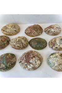 Abalone Shell Smudge Bowls (Large)