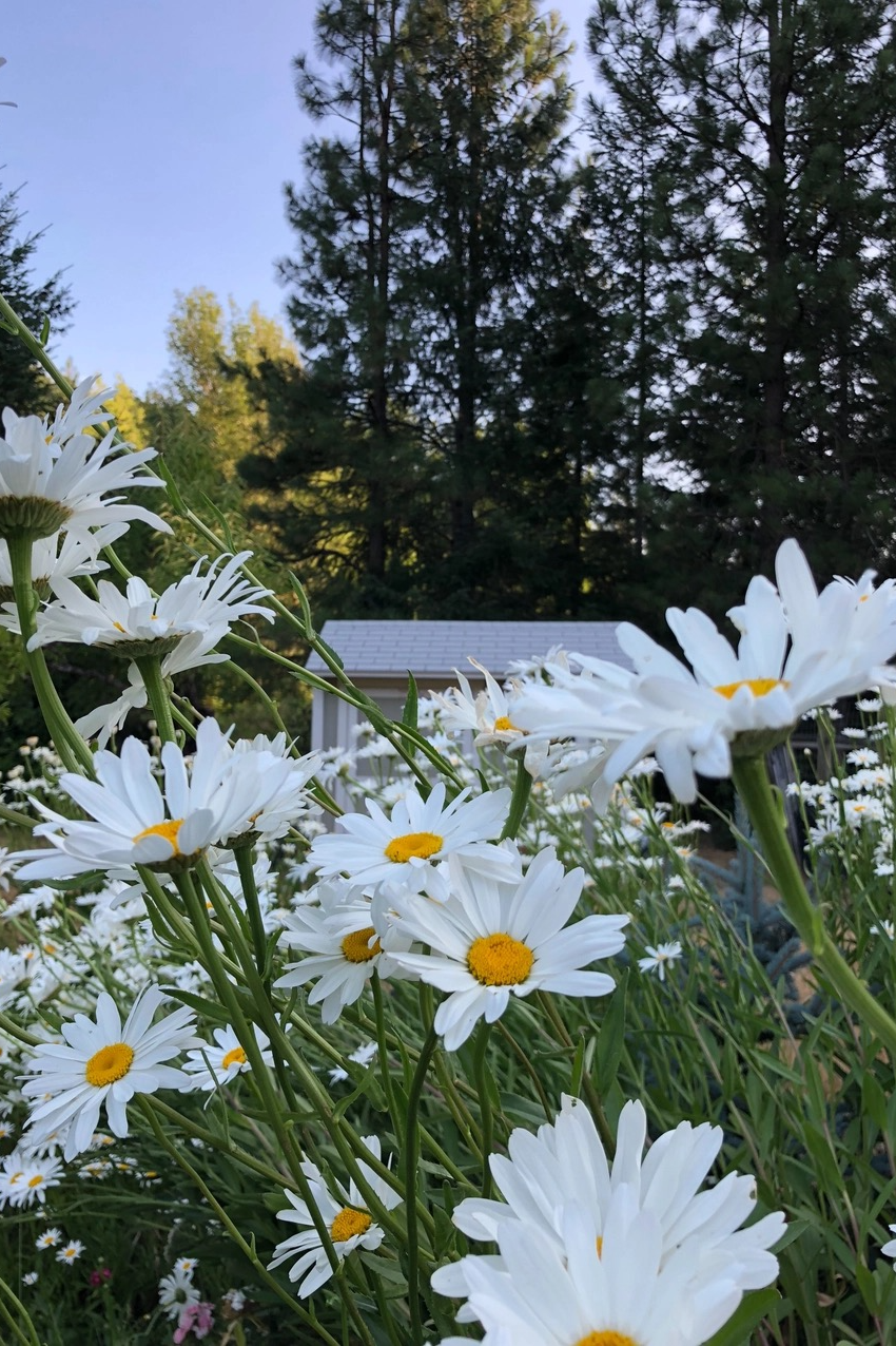 Shasta Daisy | Seed Grow Kit