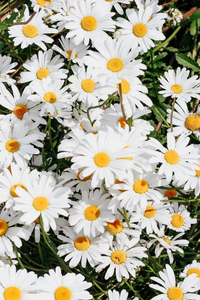 Shasta Daisy | Seed Grow Kit